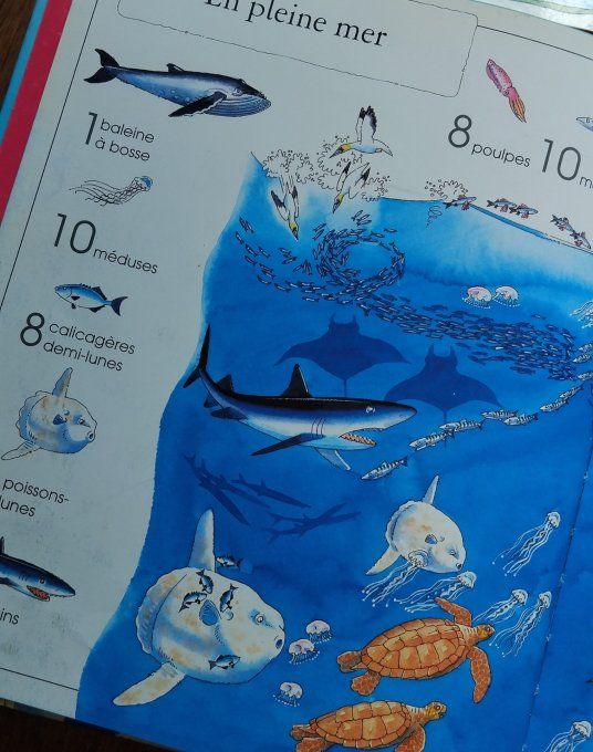 1001 choses à trouver dans la mer