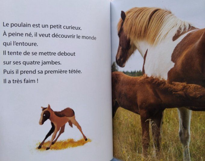 Les p'tits docs à la découverte des poulains