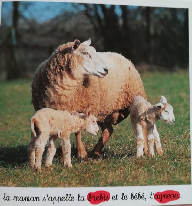 Animaux de la ferme