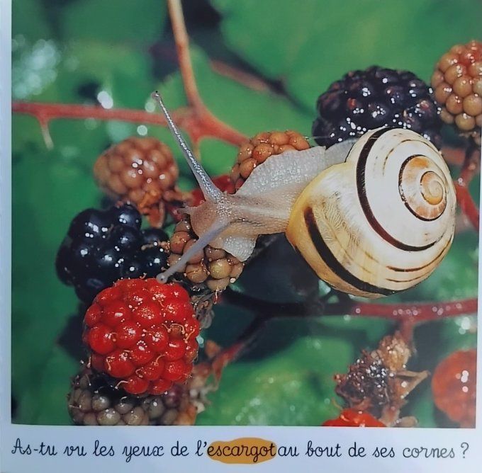 Animaux des jardins