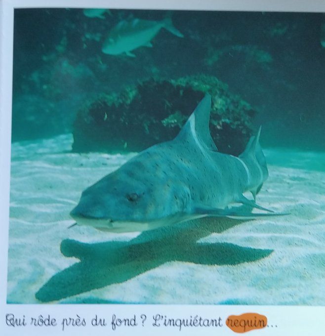 Animaux des mers