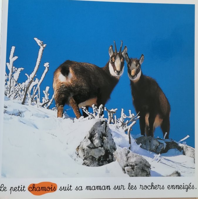 Animaux des montagnes