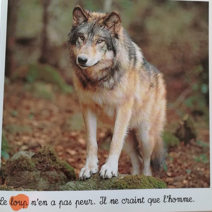 Animaux des montagnes