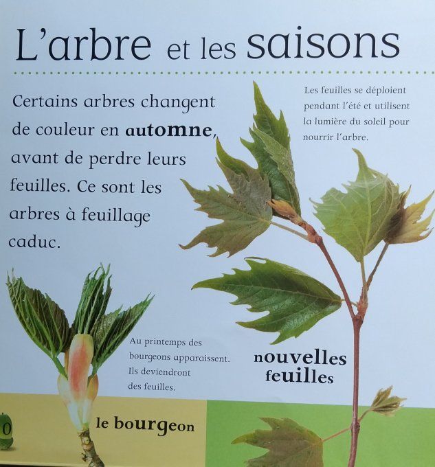 Je comprends tout arbre