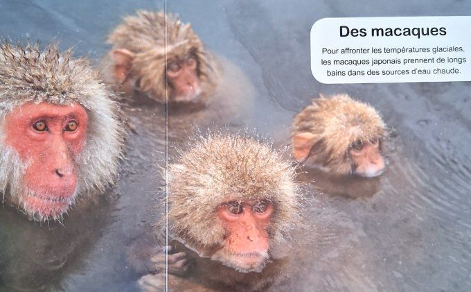 Au bain ! Mon imagier des animaux