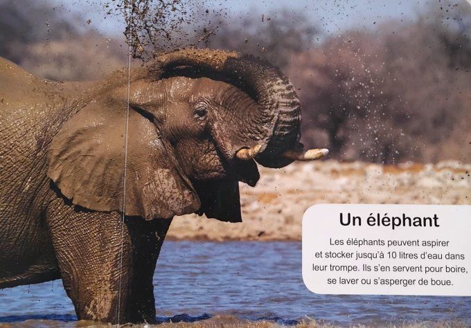 Au  bain ! Mon imagier des animaux