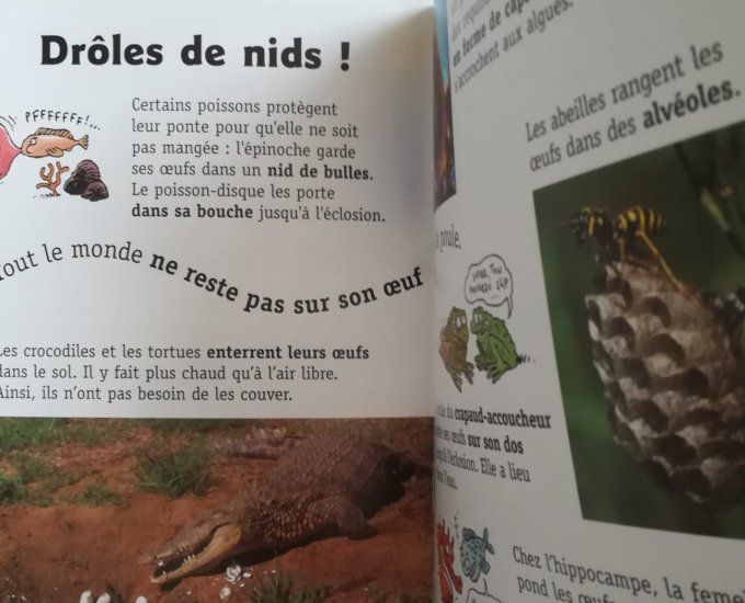 Au pays des oeufs crocoscope