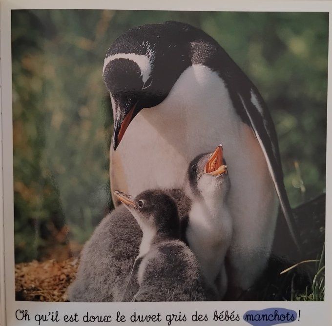 Bébés animaux