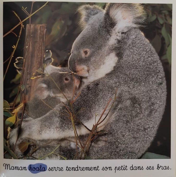 Bébés animaux