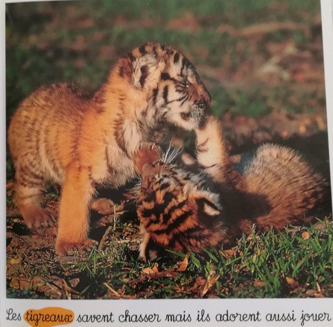 Bébés de la jungle