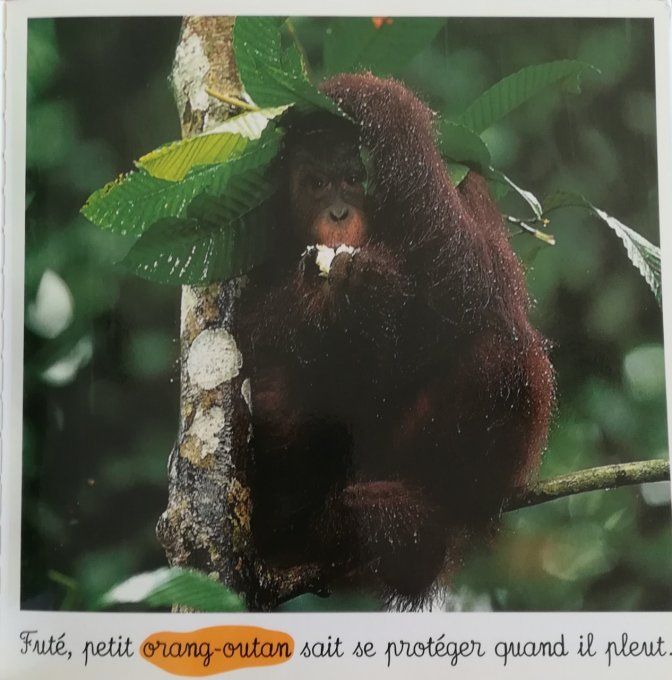 Bébés de la jungle