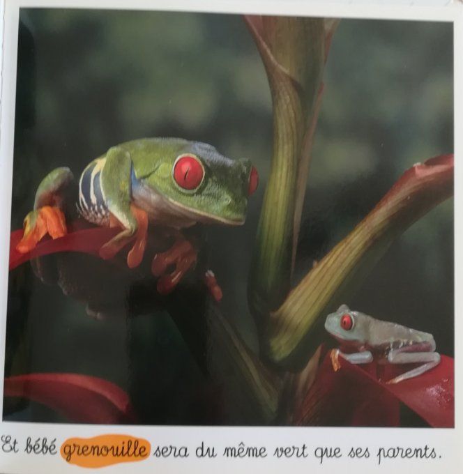 Bébés de la jungle