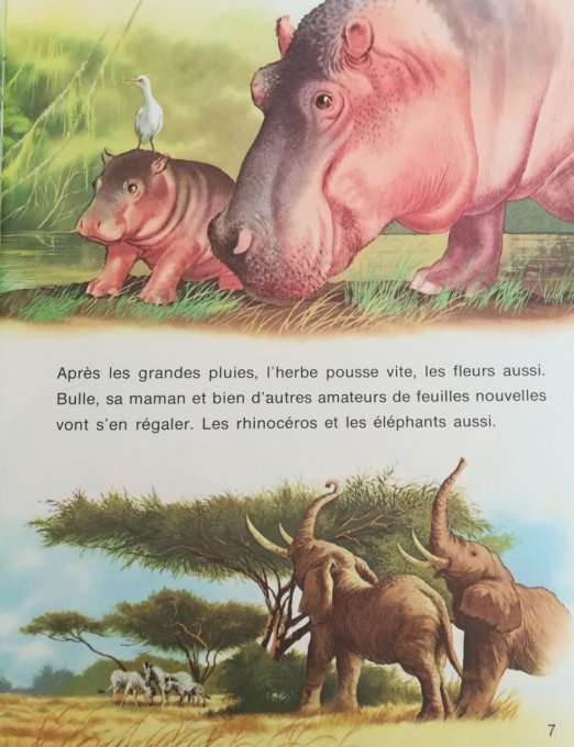 Bulle l'hippopotame