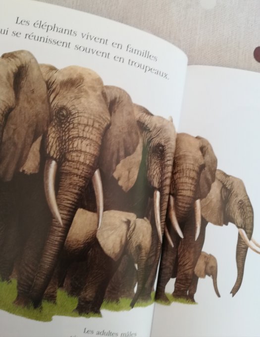 cache-cache avec l'éléphant
