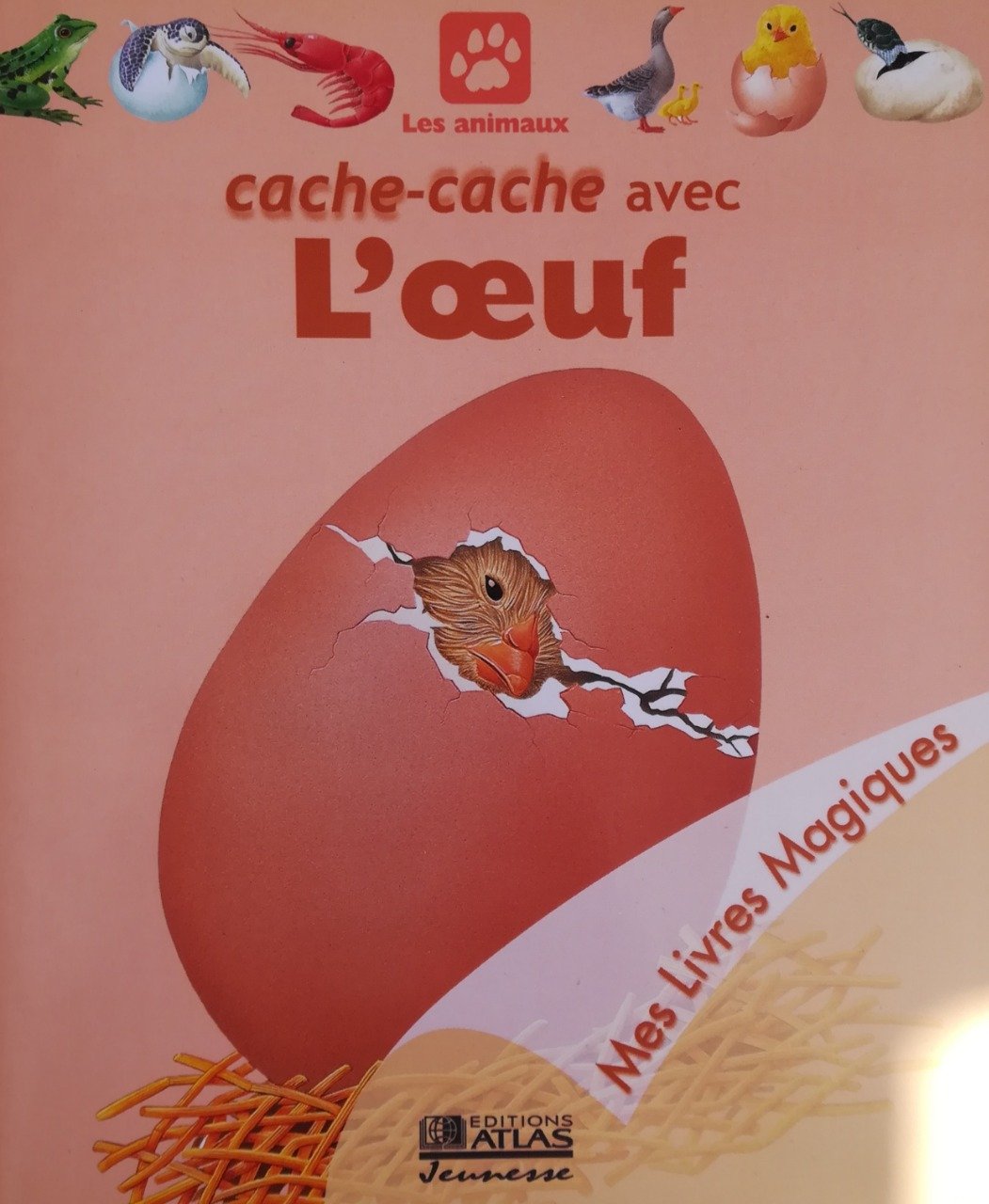 Cache-cache avec l'ours - Teteenlire