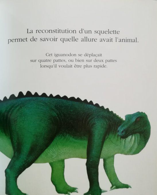 Cache-cache avec le dinosaure