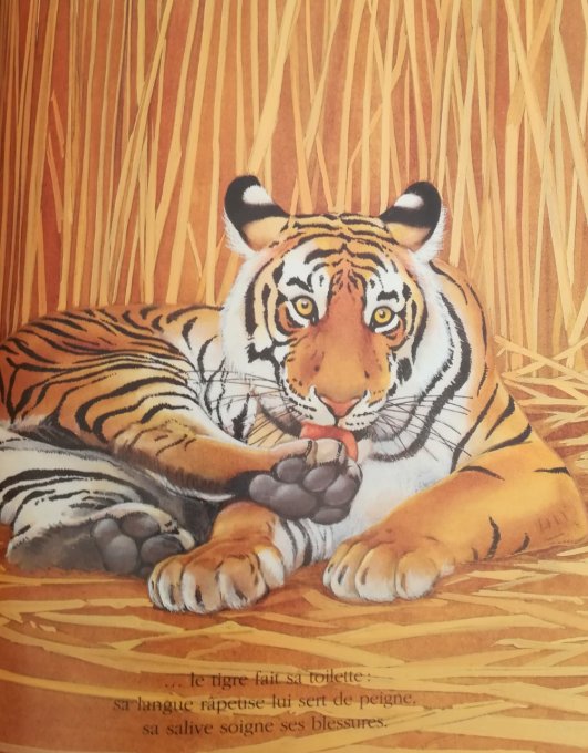 Cache-cache avec le tigre