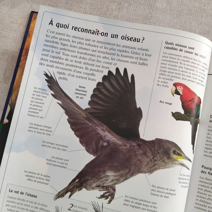 Ces animaux qui nous étonnent