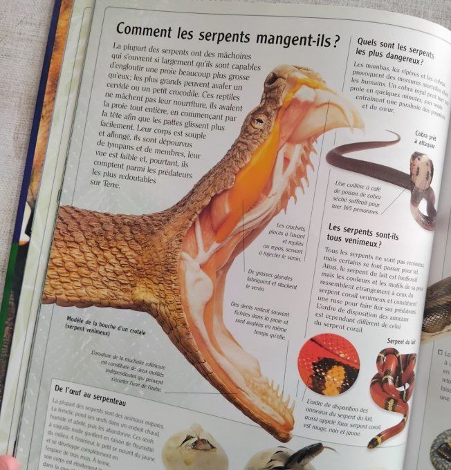 Ces animaux qui nous étonnent