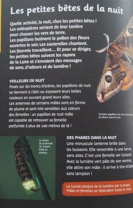 Cherchons les petites bêtes, découvertes et activités du jardin