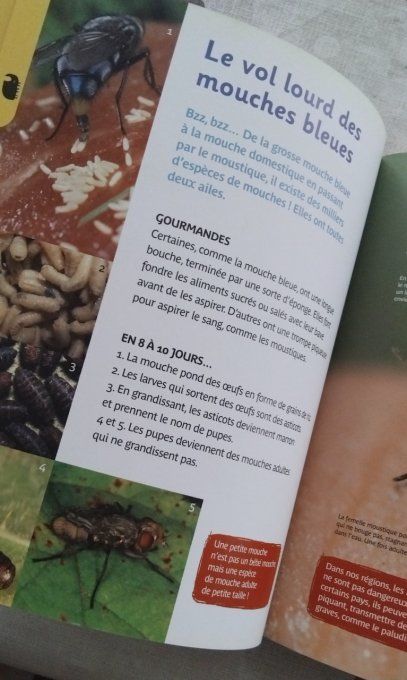 Cherchons les petites bêtes, découvertes et activités du jardin