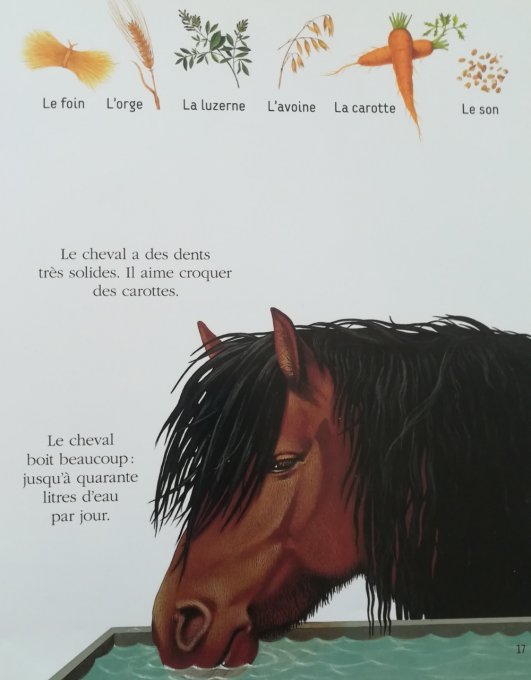 Chevaux et poneys