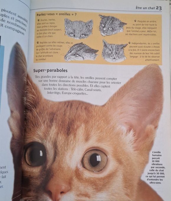 Copain des chats