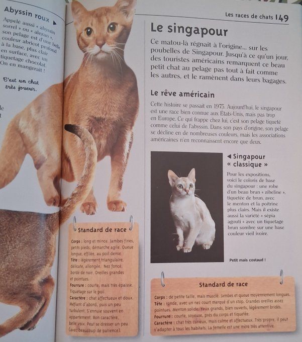 Copain des chats