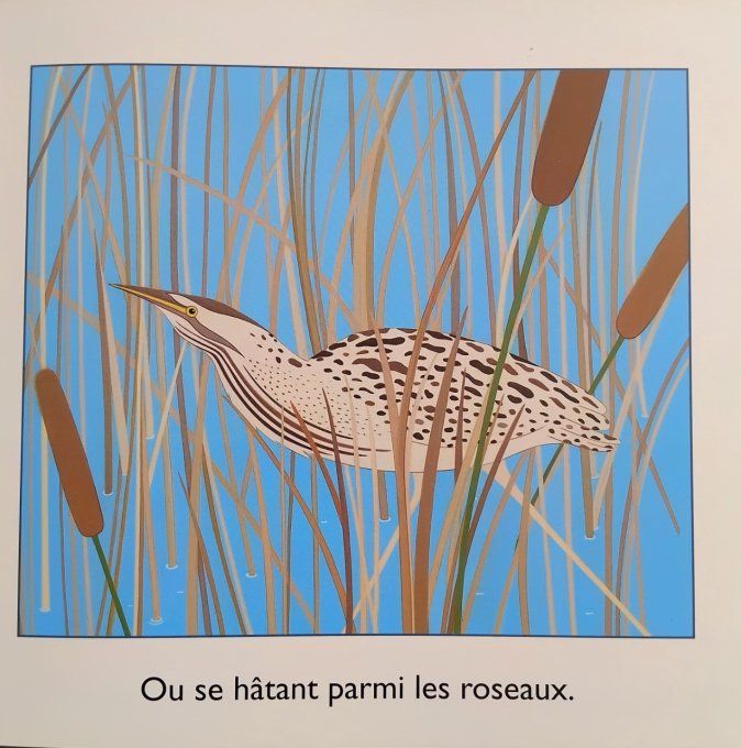 Des rayures dans la nature
