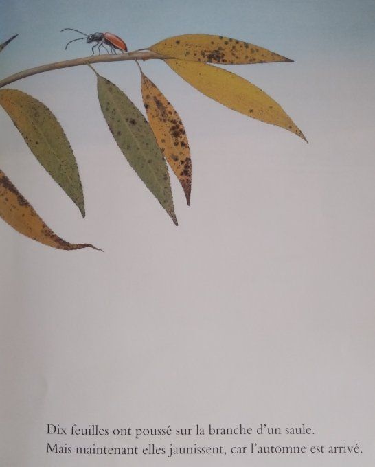 Dix feuilles volantes