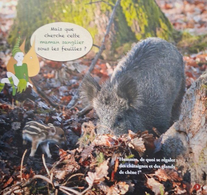 En forêt avec la fée Danaé !