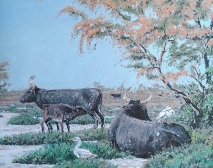 Engane le taureau de Camargue