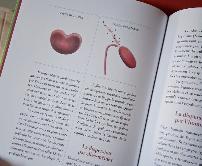 Graines, un petit grand voyage