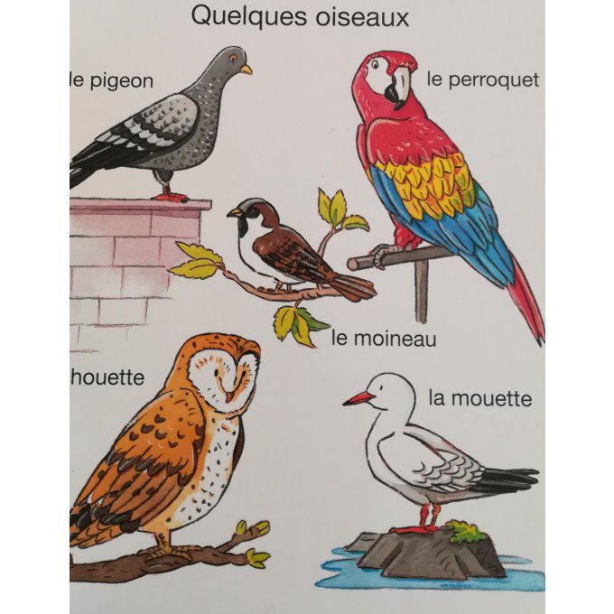 L'imagerie des touts petits, les animaux