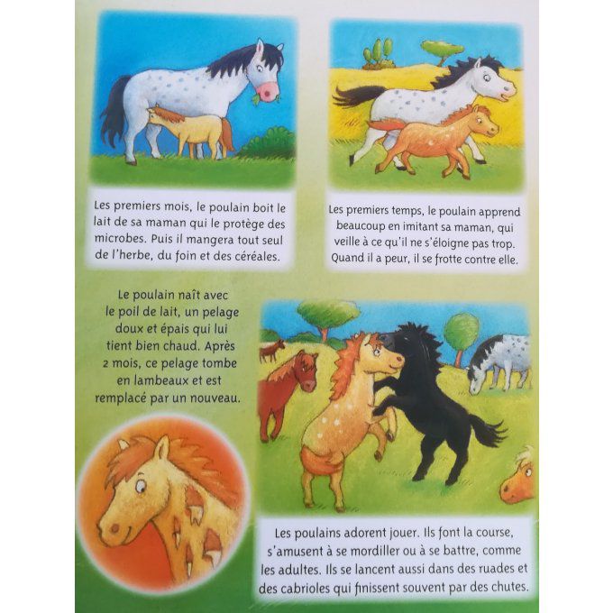 Les poneys, la petite imagerie