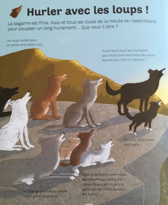 Dokéo, le loup