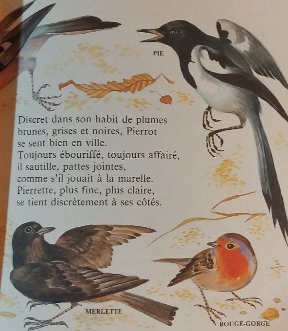 Pierrot le moineau
