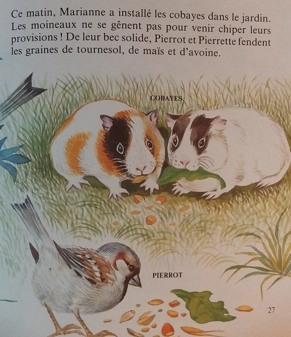 Pierrot le moineau