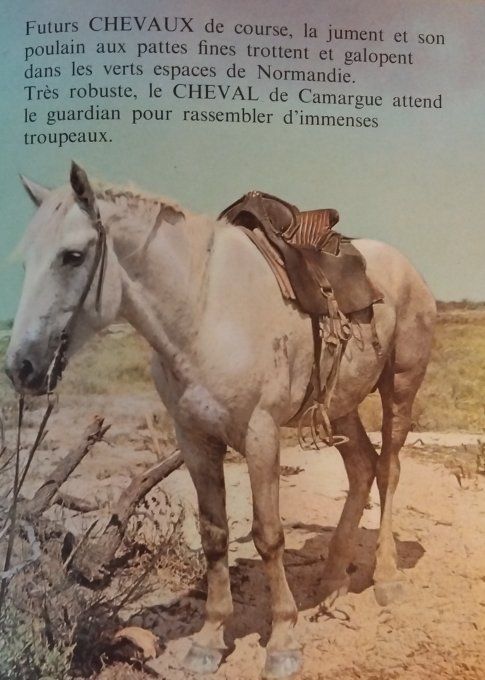 Nous les aimons