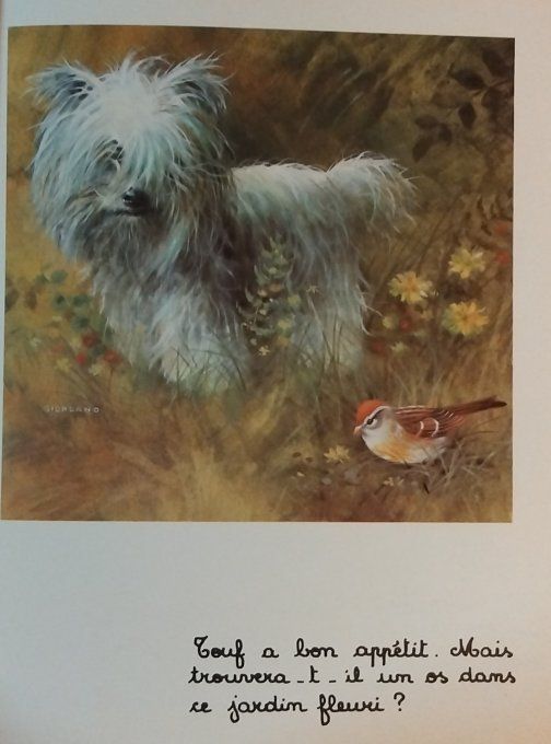 Entre chats et chiens