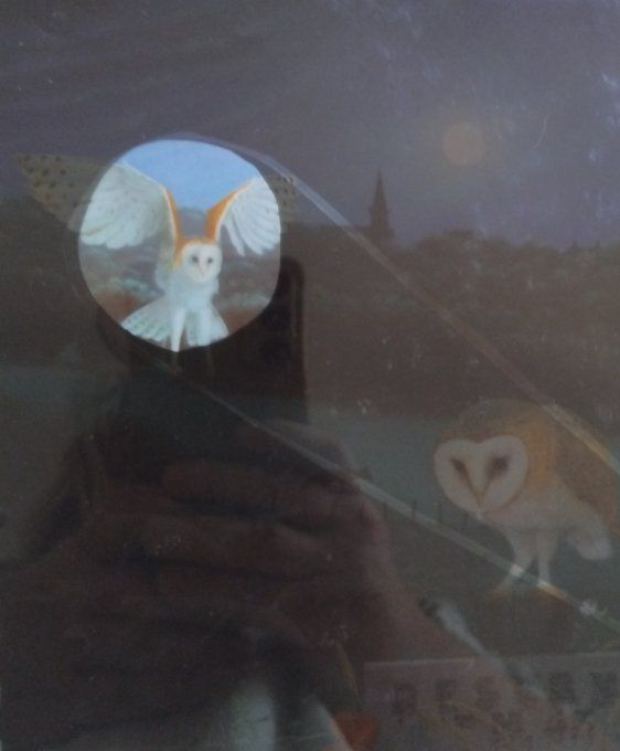 Les animaux dans la nuit