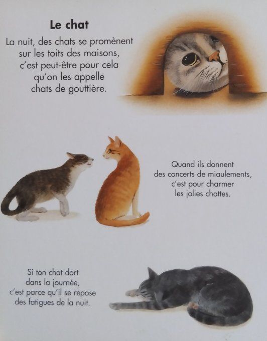 Les animaux dans la nuit