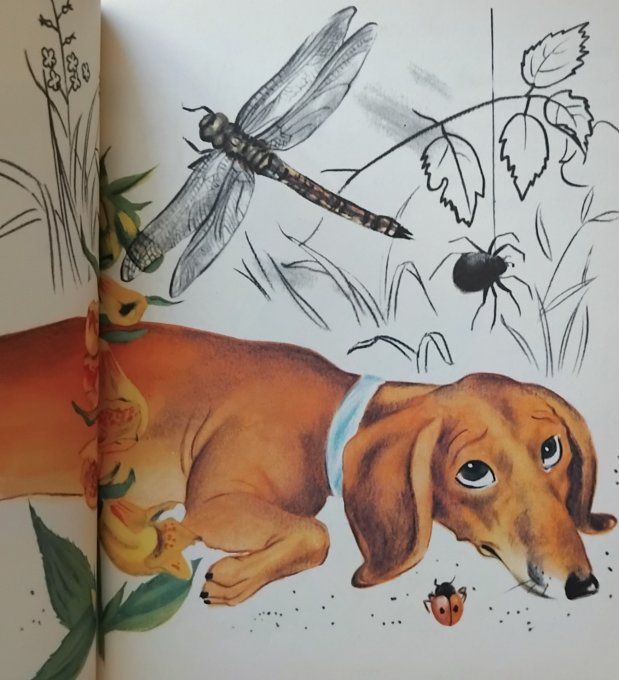 Mirabelle au bois