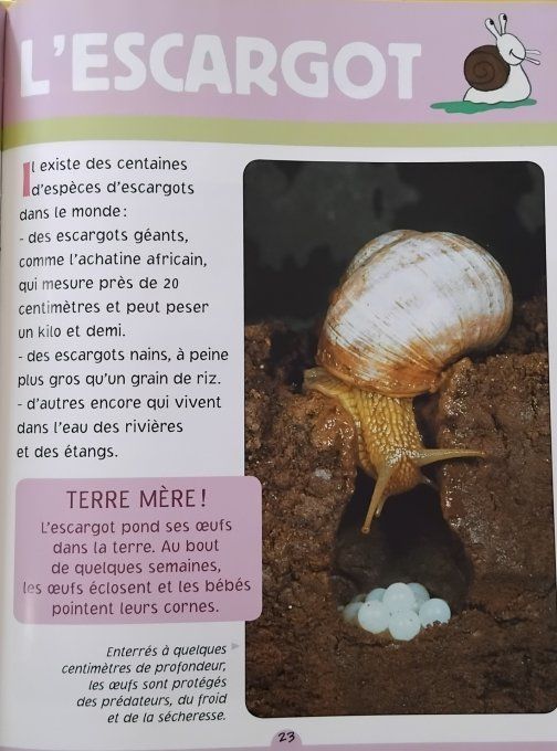 Découvre le 4 avec Etienne l'escargot