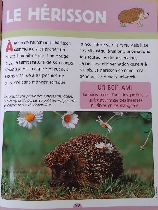 Découvre le H avec Herbert le hérisson