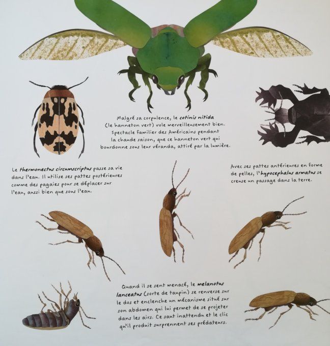 Insectes -coléoptères-