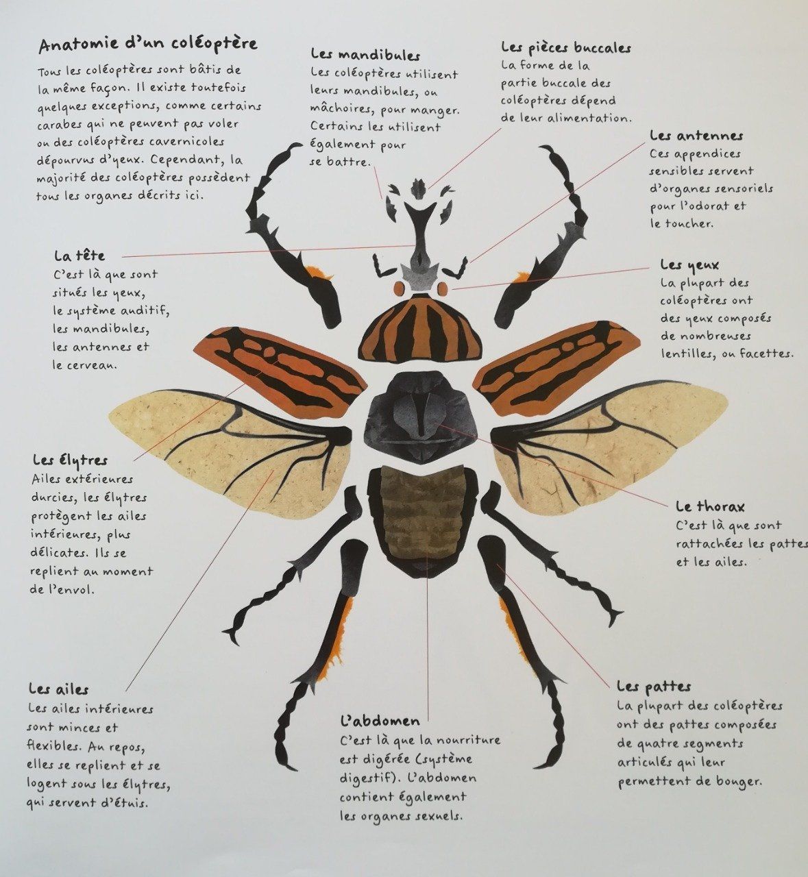 Insectes - Coléoptères