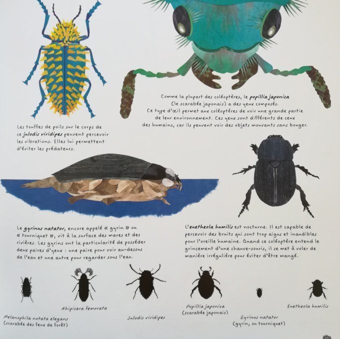 Insectes -coléoptères-