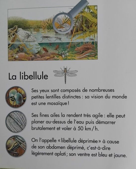 J'explore la mare