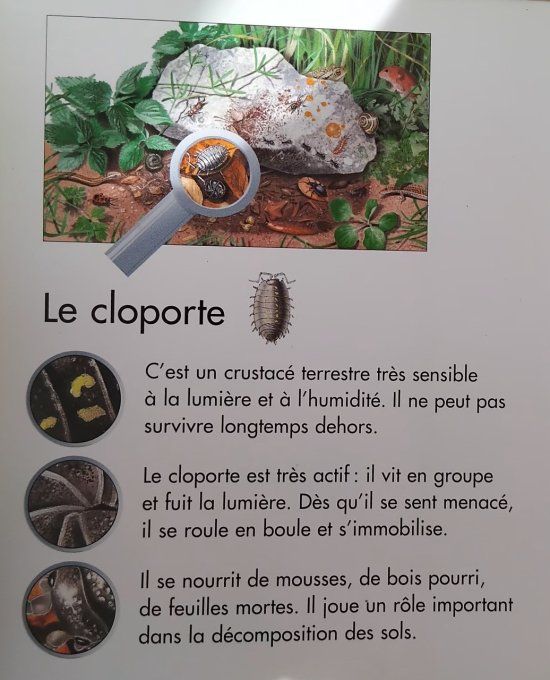 J'explore sous la pierre